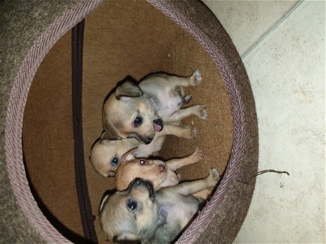 mooie klein blijvende kort harige chihuahua,s - 6