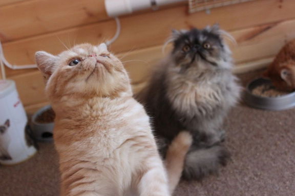 Gezonde mannelijke en vrouwelijke kittens voor adoptie - nr. 1