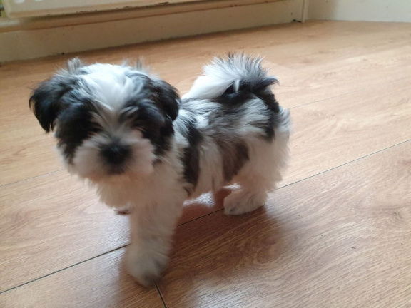 Stamboom Shih Tzu-puppy's beschikbaar - Afbeelding 2