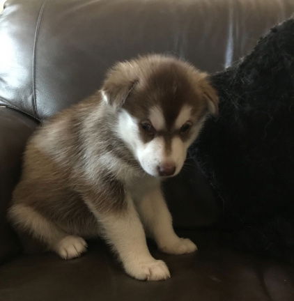 Het charmante Leuke mannelijke Siberische Schor puppy kijken - nr. 1