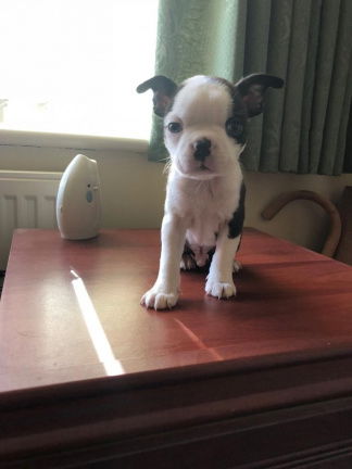 Puppy van Boston Terrier - nr. 1