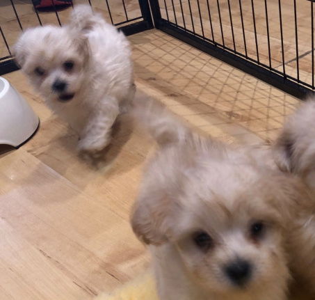 Schattige Maltipoo-puppy's - nr. 1