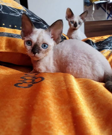 SCHITTERENDE Devon Rex Kittens - nr. 1