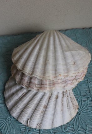 Sint Jacobsschelp - 10 stuks - Afbeelding 2