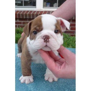 Leuke en schattige Engelse bulldog puppies te koop - nr. 1