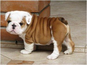 Leuke en schattige Engelse bulldog puppies te koop - Afbeelding 2