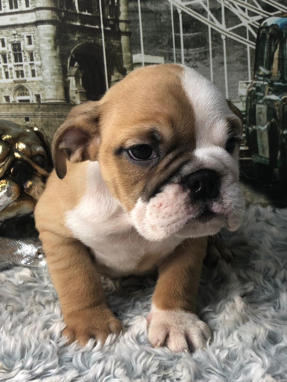Leuke en schattige Engelse bulldog beschikbaar voor de markt - nr. 1