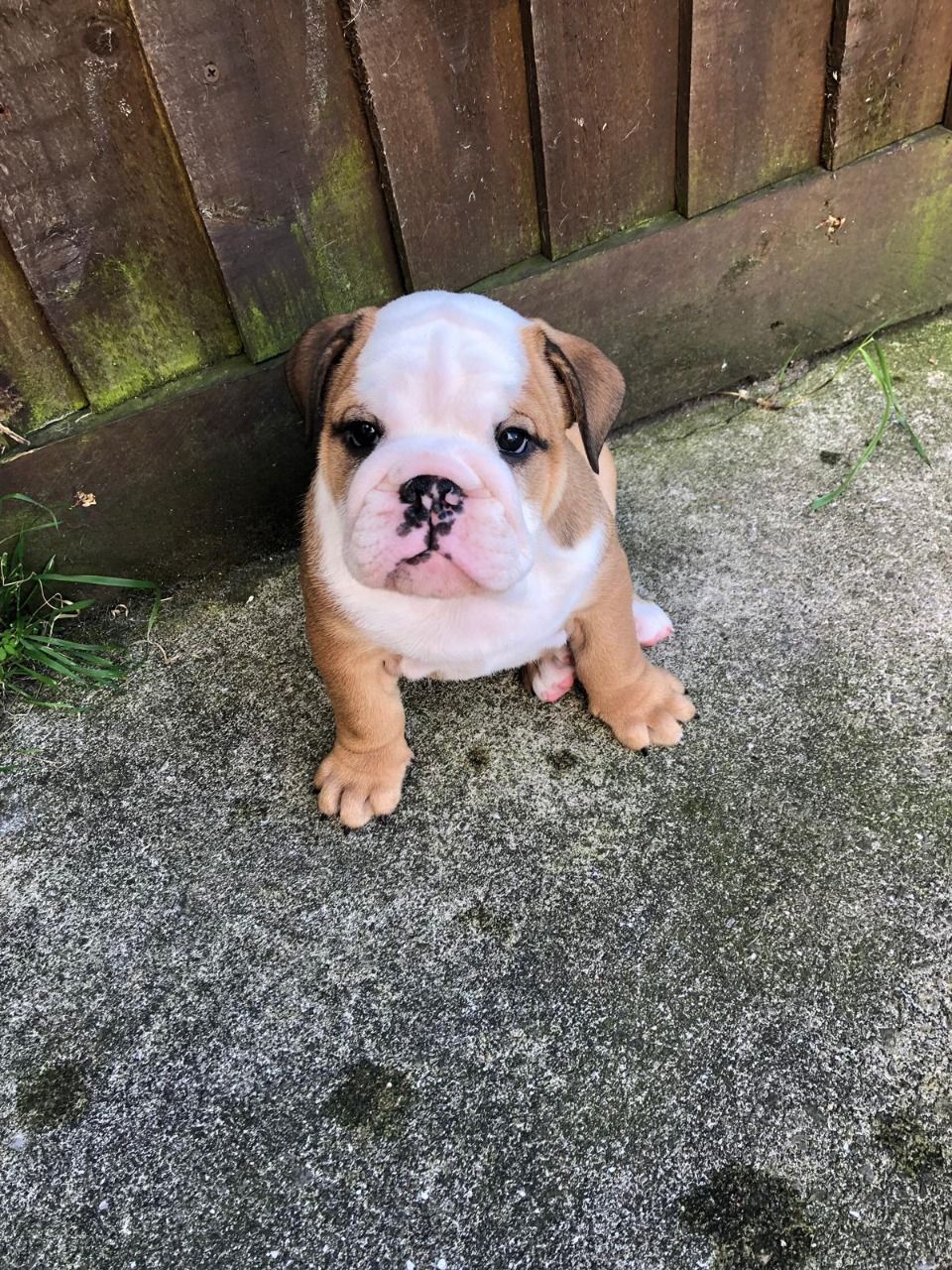 Leuke en schattige Engelse bulldog beschikbaar voor de markt - Afbeelding 2