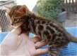 !!! Goed getrainde Bengaalse kittens@,,... - 1 - Thumbnail