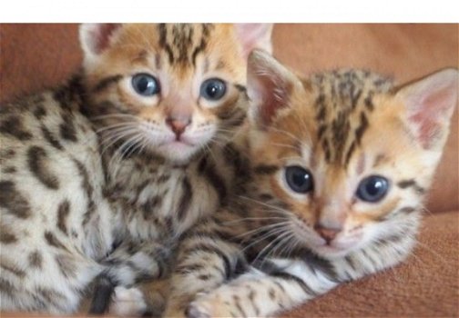!!!! Super baby gezicht Bengalen Kittens.....@,,.... - 1