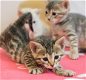 !!!! Mooie Bengaalse kittens....... - 1 - Thumbnail