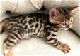 !!!! Schattige gratis Bengaalse kittens......,.... - 1 - Thumbnail