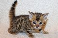 Leuke baby kittens beschikbaar@......... - 1 - Thumbnail