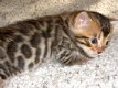 Bengaalse kittens beschikbaar.@@.......... - 1 - Thumbnail