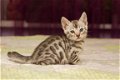 !!!!!Geregistreerde Bengaalse kittens.....@@...... - 1 - Thumbnail