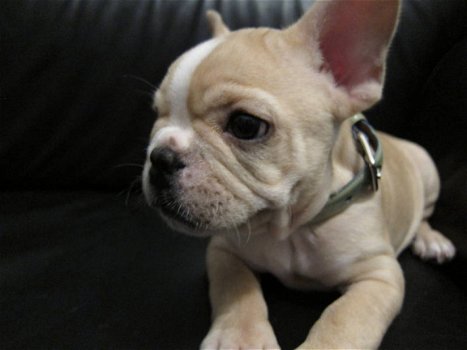 Franse Bulldog Pups - 1