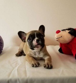 Franse Bulldog Pups - 2