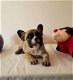 Franse Bulldog Pups - 2 - Thumbnail