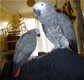 Spraakzaam Congo Afrikaanse grijze papegaaien - 1 - Thumbnail