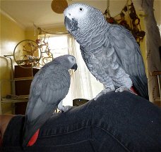 Spraakzaam Congo Afrikaanse grijze papegaaien