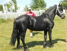 Friese ruin zwart paard beschikbaar