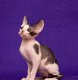 Devon kittens - 1 - Thumbnail