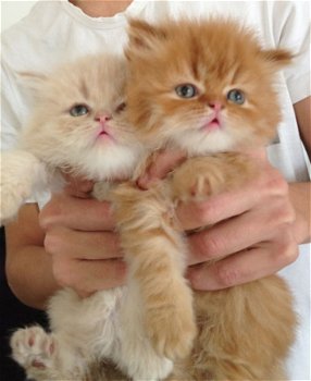 prachtige Perzische kittens - 1