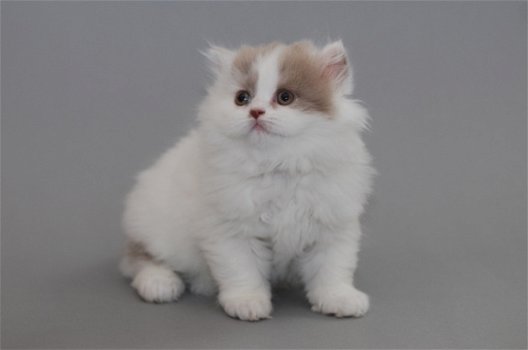 prachtige Perzische kittens - 2