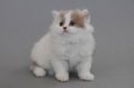 prachtige Perzische kittens - 2 - Thumbnail