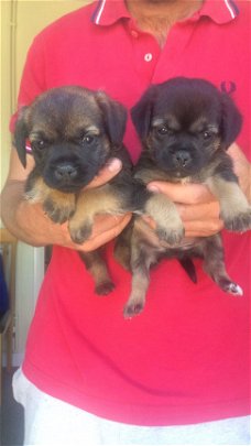 Prachtige Border Terrier Pups