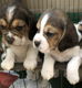 Beagle Puppies - 1 - Thumbnail