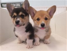 Welsh Pembroke Corgi Puppies Beschikbaar