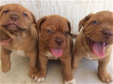 Mannelijke en vrouwelijke Dogue De Bordeaux Pups