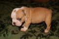 Engelse Bulldog pups beschikbaar - 1 - Thumbnail