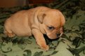 Engelse Bulldog pups beschikbaar - 2 - Thumbnail