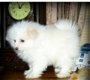 Witte Pommeren pups - 1 - Thumbnail