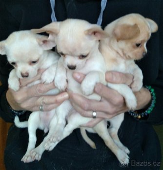 Chihuahua pupjes te koop! - 1