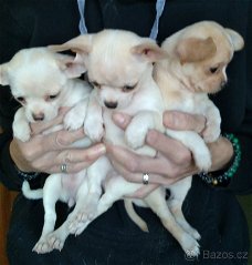 Chihuahua pupjes te koop!