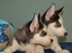 Zwart / wit Siberische Husky Pups te koop - 1