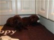 Mooie labrador pups ( chocolade) - 1 - Thumbnail