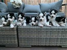 Siberische Husky Pups