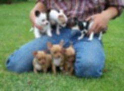 4 Prachtige Mini Chihuahuapupjes. - 1