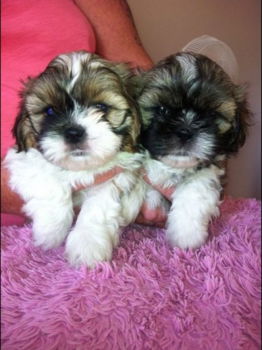 Aanbiddelijke Mannelijke En Vrouwelijke Shih Tzu Puppies - 1