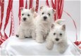 Stamboom West Highland witte puppies - 1 - Thumbnail