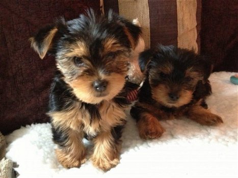 Yorkshire Terrier Pups - 1