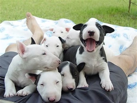 Bull Terrier Puppies - 1