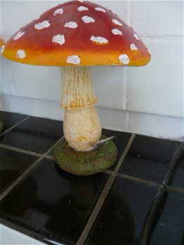 Grote paddenstoel - 3