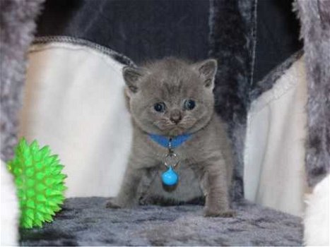 mannelijke en vrouwelijke Britse korthaar kittens als kerstcadeautjes - 2