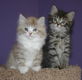 Schattige Ragamuffins-kittens - 1 - Thumbnail