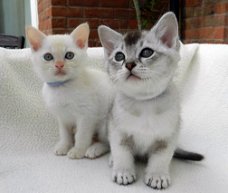 Mooie Birman Kittens